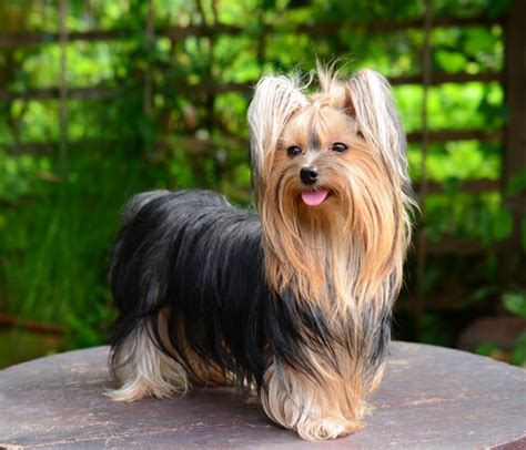 Tudo sobre a raça Yorkshire Terrier .